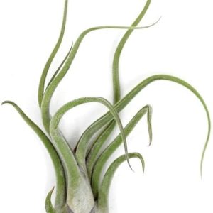 Tillandsia caput medusae (planta aérea)