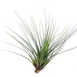 Tillandsia tricolor (planta aérea)