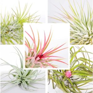 Pack 100 Tillandsias – OFERTA especial (plantas aéreas)