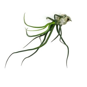 Tillandsia bulbosa (planta aérea)