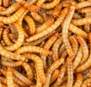 Tenebrio congelado (Gusano de la harina) – 1 kg