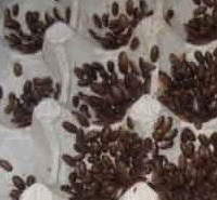 Micro Blaptica dubia – 100-120 unidades (5-10 mm)