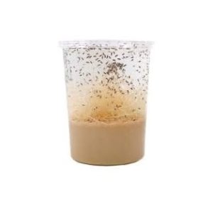 Pack 3 Cultivos de Drosophila hydei