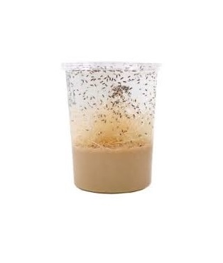 Pack 3 Cultivos de Drosophila hydei