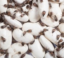 Cultivo de gorgojos – 500 ml