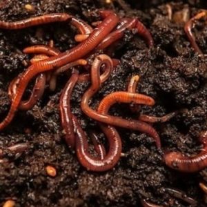 Lombrices de tierra (Eisenia foetida) – Ración 10-12 unidades