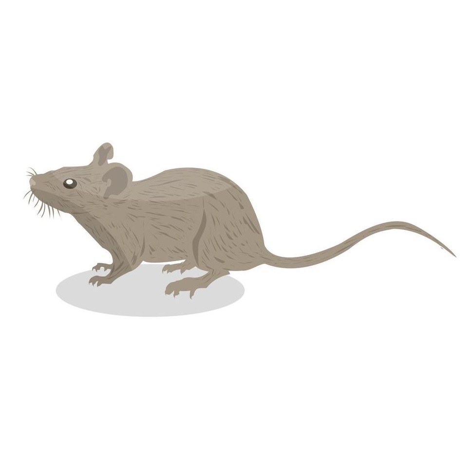 5 Ratas Adultas (200-250 g) – Ultracongeladas